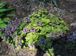 lila Flores de jardín Lamium, Ortiga Muerta Foto