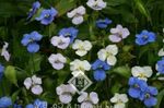 λευκό Λουλούδια κήπου Ημέρα Λουλούδι, Spiderwort, Χήρες Δάκρυα, Commelina φωτογραφία