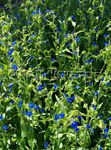 niebieski Ogrodowe Kwiaty Commelina zdjęcie
