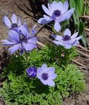 svetlo modra Vrtno Cvetje Krona Windfower, Grecian Vetrnica, Mak Anemone, Anemone coronaria fotografija