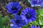 kék Kerti Virágok Korona Windfower, Görög Windflower, Mák Szellőrózsa, Anemone coronaria fénykép
