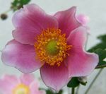 roze Tuin Bloemen Kroon Windfower, Grecian Windflower, Papaver Anemoon, Anemone coronaria foto