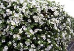 baltas Sodo Gėlės Bacopa (Sutera) Nuotrauka