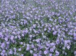 ライトブルー 庭の花 バコパ（ステラ）, Sutera フォト