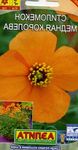 orange Gartenblumen Windmohn, Stylomecon heterophyllum Foto