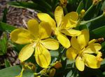 amarillo Flores de jardín Lily Blackberry, Lirio De Leopardo, Belamcanda chinensis Foto