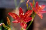 κόκκινος Λουλούδια κήπου Κρίνος Βατόμουρο, Κρίνο Λεοπάρδαλη, Belamcanda chinensis φωτογραφία