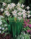 Abyssinian Gladiolen, Pauw Orchidee, Geurige Gladiolen, Zwaard Lily