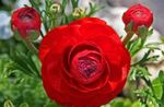 fotoğraf Ranunculus, Farsça Çiçeği, Türban Çiçeği, Farsça Crowfoot tanım
