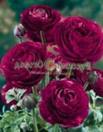 burgundy Garden Flowers Ranunculus, Persian Buttercup, Turban Buttercup, Persian Crowfoot, Ranunculus asiaticus Photo