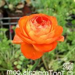 orange Ranunkeln, Persische Butterblume, Turban Butterblume, Persische Hahnenfuß, Ranunculus asiaticus Foto