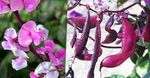 rose les fleurs du jardin Rubis Lueur Lablab, Dolichos lablab, Lablab purpureus Photo