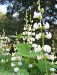 bílá Zahradní květiny Ruby Záře Hyacint Bean, Dolichos lablab, Lablab purpureus fotografie