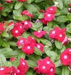 rot Gartenblumen Stieg Immergrün, Cayenne Jasmin, Madagaskar Immergrün, Alte Jungfer, Vinca-, Catharanthus roseus = Vinca rosea Foto