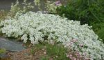 blanco Flores de jardín Sandwort, Minuartia Foto