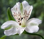 weiß Gartenblumen Inkalilien, Peruanische Lilie, Lilie Der Inkas, Alstroemeria Foto
