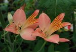 rosa Gartenblumen Inkalilien, Peruanische Lilie, Lilie Der Inkas, Alstroemeria Foto