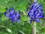azul Flores de jardín Verdezuelas Cuernos, Phyteuma Foto