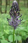svart Hage blomster Horned Rampion, Phyteuma Bilde