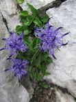 azul claro Flores de jardín Verdezuelas Cuernos, Phyteuma Foto