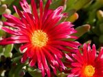 rood Tuin Bloemen Ijs Plant, Mesembryanthemum crystallinum foto