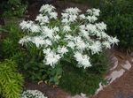 ホワイト 庭の花 雪·オン·マウンテン, Euphorbia marginata フォト