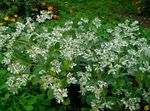 bílá Zahradní květiny Snow-On-The-Mountain, Euphorbia marginata fotografie