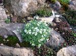 white Garden Flowers Rock cress, Arabis Photo