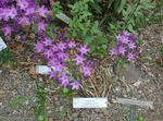 紫丁香 园林花卉 Triteleia，草螺母，ithuriel的长矛，沃利篮 照