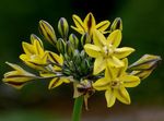 jaune les fleurs du jardin Triteleia, L'herbe Écrou, Ithuriel De Lance, Wally Panier Photo