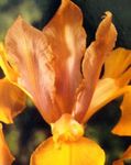 narančasta Vrtne Cvjetovi Nizozemski Iris, Španjolski Šarenica, Xiphium Foto