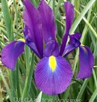 ljubičasta Vrtne Cvjetovi Nizozemski Iris, Španjolski Šarenica, Xiphium Foto