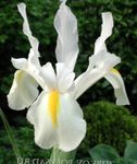 branco Flores do Jardim Iris Holandês, Íris Espanhol, Xiphium foto