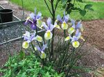 ljusblå Trädgårdsblommor Dutch Iris, Spanska Iris, Xiphium Fil