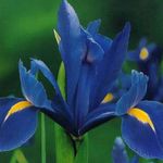 azul Flores de jardín Iris Holandés, Iris Español, Xiphium Foto