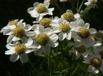 balts Dārza Ziedi Sneezewort, Sneezeweed, Brideflower, Achillea ptarmica Foto