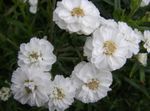 weiß Gartenblumen Sneezewort, Sonnenbraut, Brideflower, Achillea ptarmica Foto