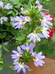 ღია ლურჯი ბაღის ყვავილები ლურჯი გულშემატკივართა Flower, Scaevola aemula სურათი
