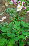 rosa Trädgårdsblommor Japansk Anemon, Anemone hupehensis Fil