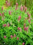 pink Garden Flowers Red Feathered Clover, Ornamental Clover, Red Trefoil, Trifolium rubens Photo