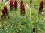 jak wino Ogrodowe Kwiaty Czerwona Koniczyna, Trifolium rubens zdjęcie