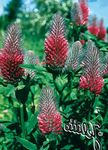 red Garden Flowers Red Feathered Clover, Ornamental Clover, Red Trefoil, Trifolium rubens Photo