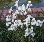 blanc les fleurs du jardin Linaigrette, Eriophorum Photo