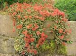 红 园林花卉 新西兰毛刺, Acaena 照