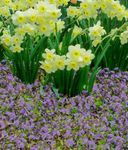 liliowy Ogrodowe Kwiaty Mazuś, Mazus reptans zdjęcie