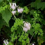 pink Have Blomster Allegheny Vin, Klatring Fumitory, Mountain Frynser, Adlumia fungosa Foto