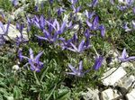 blue Garden Flowers Asyneuma Photo
