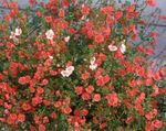 κόκκινος Λουλούδια κήπου Λουλούδι Μάσκα, Alonsoa φωτογραφία