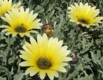 žlutý Zahradní květiny Pelerína Sedmikráska, Monarcha Stepi, Arctotis fotografie