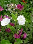 white Garden Flowers Snowcup, Spurred Anoda, Wild Cotton, Anoda cristata Photo